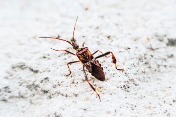 Conifer seed bug on white surface