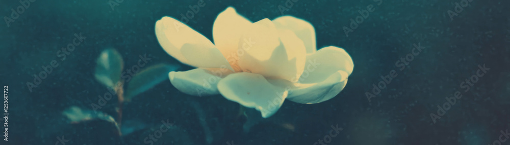 Poster flower with halftone texture revealing a partially obscured bloom creating an air of mystery