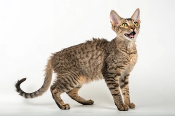 LaPerm  cat isolated on white background