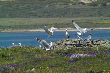 herring gull (Larus cachinnans) nesting.  Yellow-legged Gull - Larus michahellis .Isola Piana. Stintino, Sardinia. Italy