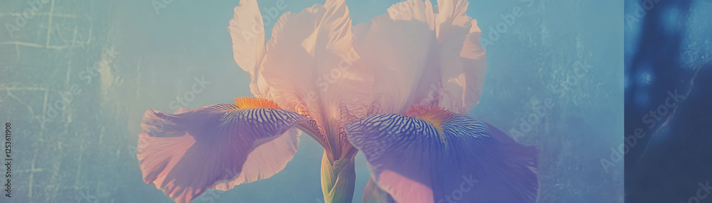 Poster iris flower captured with halftone texture against a grunge background