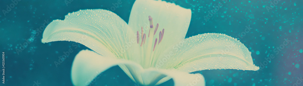 Poster single elegant lily with prominent stamen against a grunge background in halftone texture
