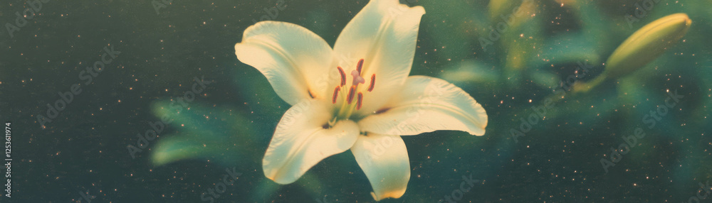 Poster Single lily with graceful petals and a prominent stamen displayed in a halftone texture setting