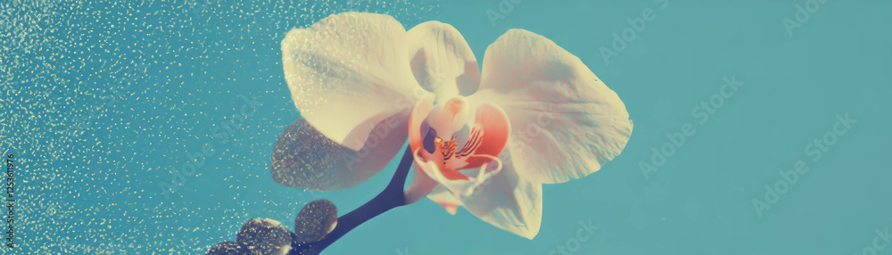 Poster single orchid with intricate petals set against a grunge background featuring halftone texture