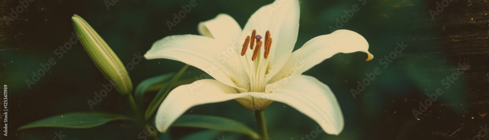Poster elegant lily with delicate petals and stamen on a textured grunge background