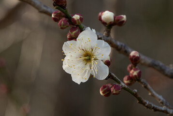 梅の花とつぼみ