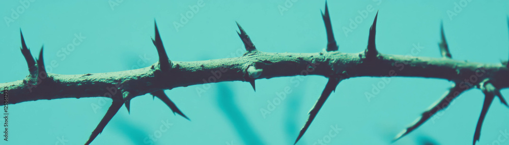 Poster sharp thorns on a branch with grunge halftone texture against a blue backdrop