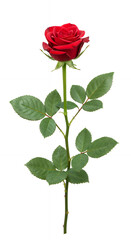 Red Rose Elegance: A Single Stem in Full Bloom - Perfect for Love, Romance, & Valentine's Day!