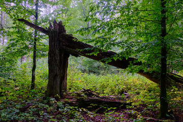 Summertime deciduous forest with broken old trees