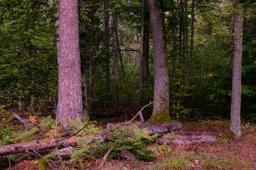 Deciduous stand with hornbeams and old pine trees