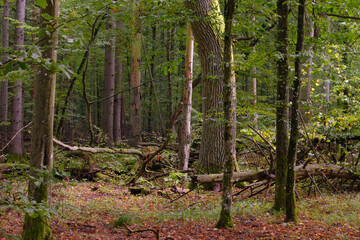 Summertime deciduous forest with broken old trees