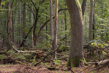 Summertime natural deciduous forest