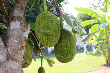 Jackfruit on the tree in the garden