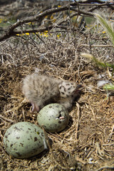 herring gull (Larus cachinnans) nesting.  Yellow-legged Gull - Larus michahellis .Isola Piana. Stintino, Sardinia. Italy