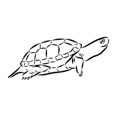 Slider Turtle, freshwater amphibian animal - Vector