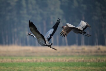 birds fly