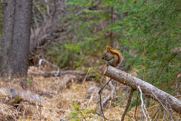 Alert Squirrel Eating Pinecone on Fallen Spruce.