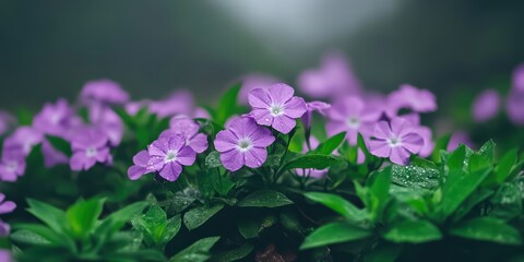 Delicate Purple Flowers Blooming Against a Misty Green Background