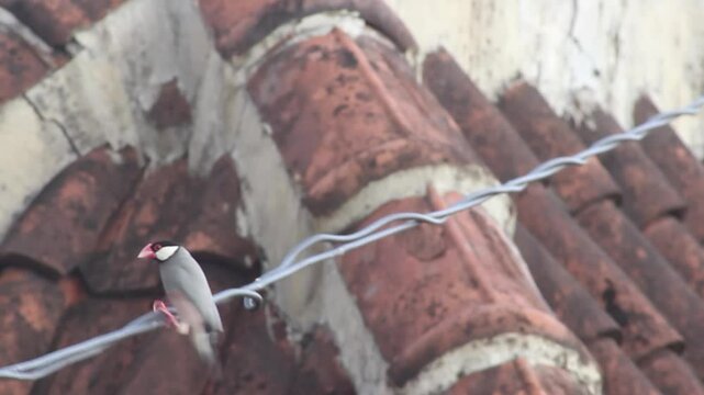 Two endangered Java Sparrows preening and playing on a rooftop cable. These rare finches exhibit bonding behavior and grooming rituals in an urban setting.