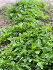 Lush green spinach plants thriving in a natural garden setting. Perfect for agriculture, organic farming, and healthy food concepts.