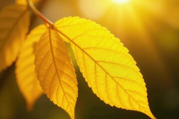 Warm sunlight filtering through yellow leaf gold texture, shiny, diffuse, leaf