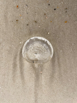 Moon Jellyfish in Sand on Beach