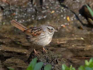 Obraz premium A Swamp Sparrow perched on a wet rock