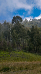 Grasslands, mountain slopes with dense green trees and thin mist that begins to descend. While the bright blue sky adds an interesting color contrast, creating a cool and refreshing atmosphere.