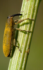 Weevil Lixus iridis on a plant leaf Sardinia, Italy