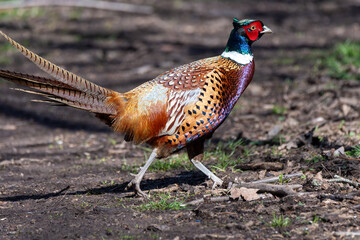 A vibrant pheasant with iridescent plumage strolls across the forest floor, blending into the natural environment. Sunlight highlights its striking colors