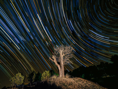 circumpolar over tree on celestial equator