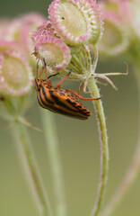 Striped Shield Bug (Graphosoma lineatum), Sardinia, Italy