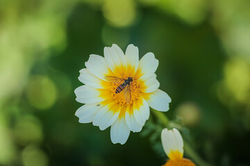 Hoverfly gathering pollen on crown daisy flower in blurred background