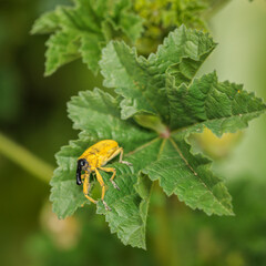 Yellow weevil exploring green leaf in nature close-up