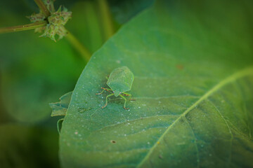 Green stink bug crawling on a green leaf in nature