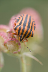 Striped Shield Bug (Graphosoma lineatum), Sardinia, Italy