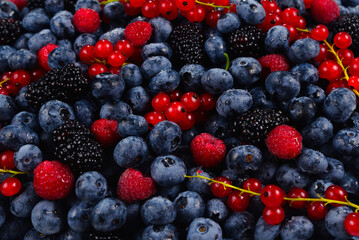 Blackberry, raspberry, blueberry,  red currant and mint background.