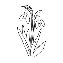 Snowdrops flower continuous line art drawing style. Snowdrop line sketch. Spring concept.