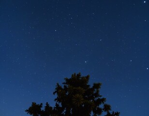 A Serene Summer Night Under a Starry Sky with Crickets Chirping