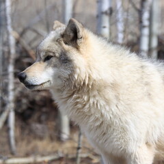 Wolves and scenery near Cochrane, Alberta, Canada