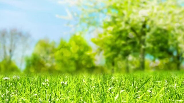 spring meadow in front of blurred trees with defocused sun lights, grass in slow motion wind with copy space in sunny park landscape, natural idyllic product display