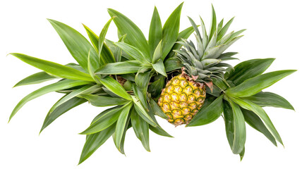 Fresh Pineapple Surrounded by Green Tropical Leaves on White Background