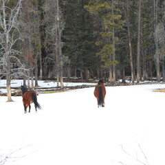 Sundre, Alberta Wild Horses and area scenery.