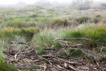 Woods and grass in the moors in winter