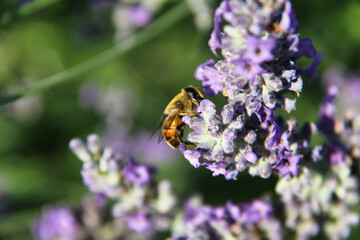 un' ape su un fiore di lavanda