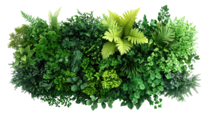 Lush Greenery with Varied Leaves Perfect for Nature and Design Themes