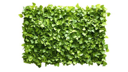 Obraz premium Lush Green Plant Wall Display for Modern Interior Design Aesthetic