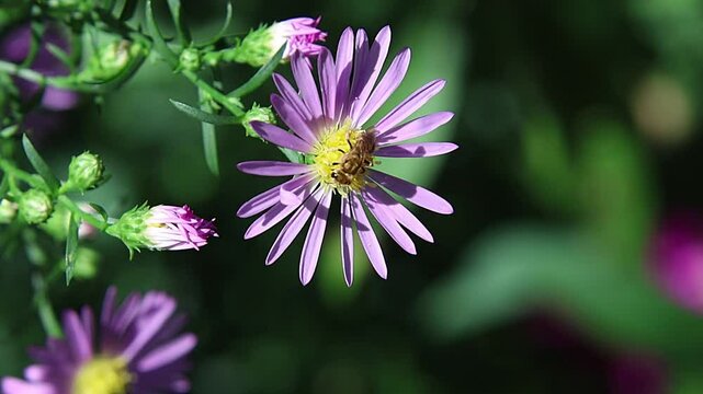 halictus subauratus, the Golden Furrow bee on a bushy aster blossom