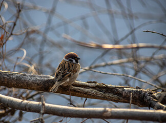 Small sparrow perched on a branch near a calm body of water during the golden hour of late afternoon light