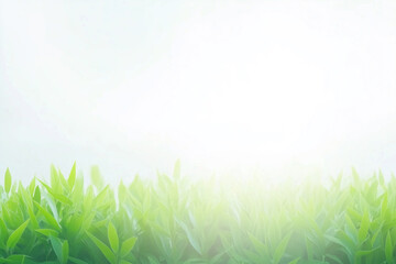 Obraz premium A clean bright background with the glare of sunlight providing copy space with fresh grass on the bottom.